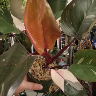 Pink Princess Philodendron plant in Fairfax, Virginia