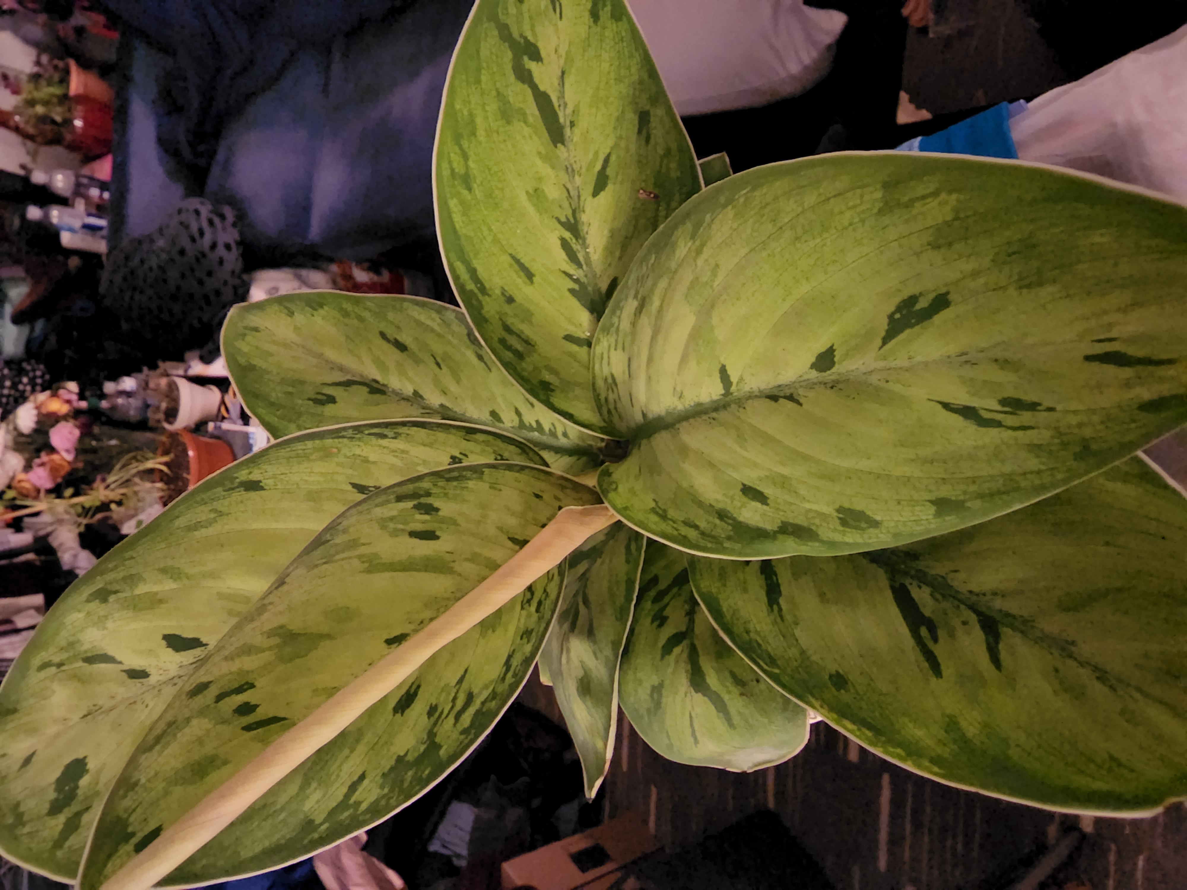 Homalomena 'Selby' plant with large, variegated leaves, well-framed and mostly centered.