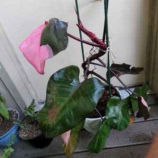 Pink Princess Philodendron plant in Fairfax, Virginia