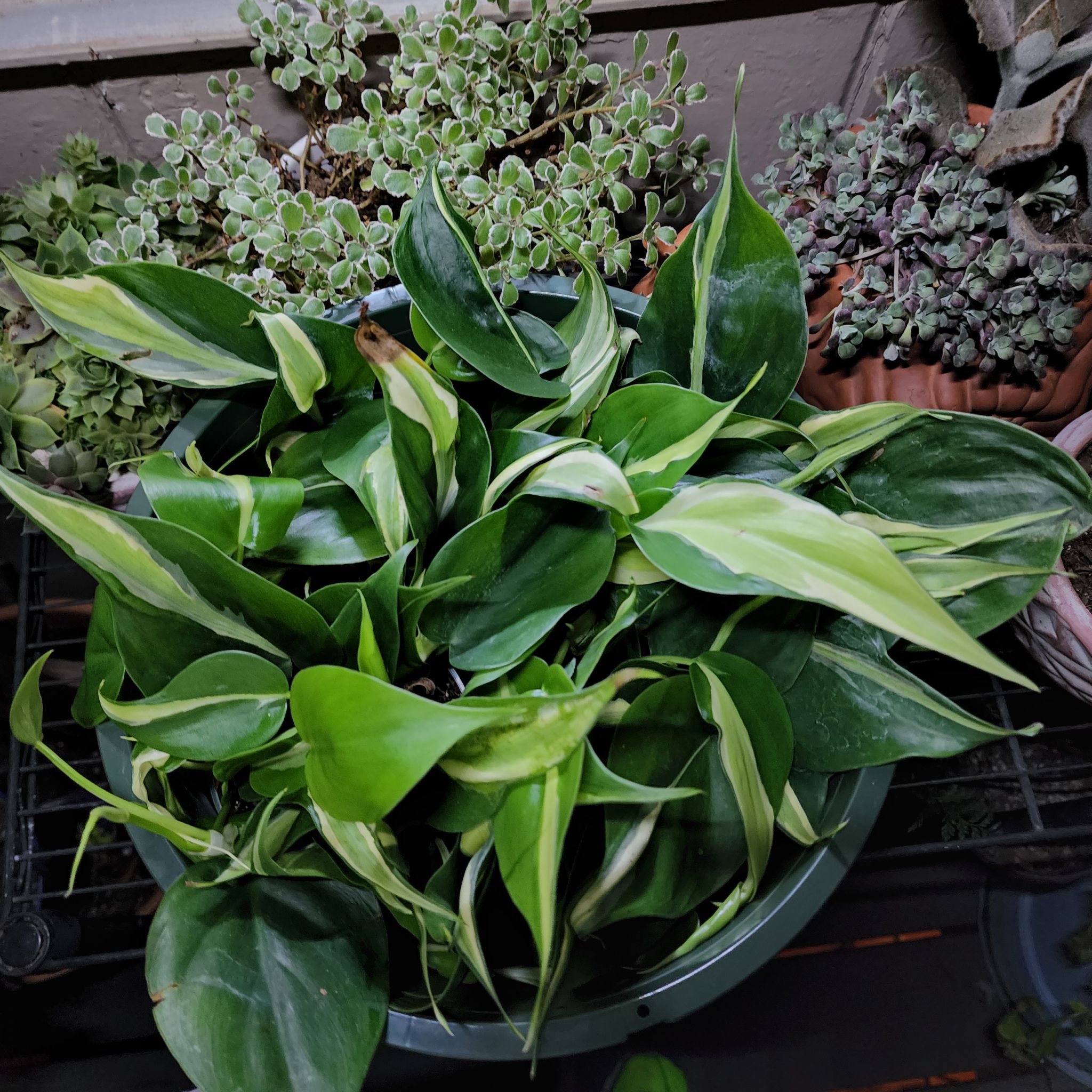 Silver Stripe Philodendron with vibrant green leaves and silver stripes, surrounded by other plants.