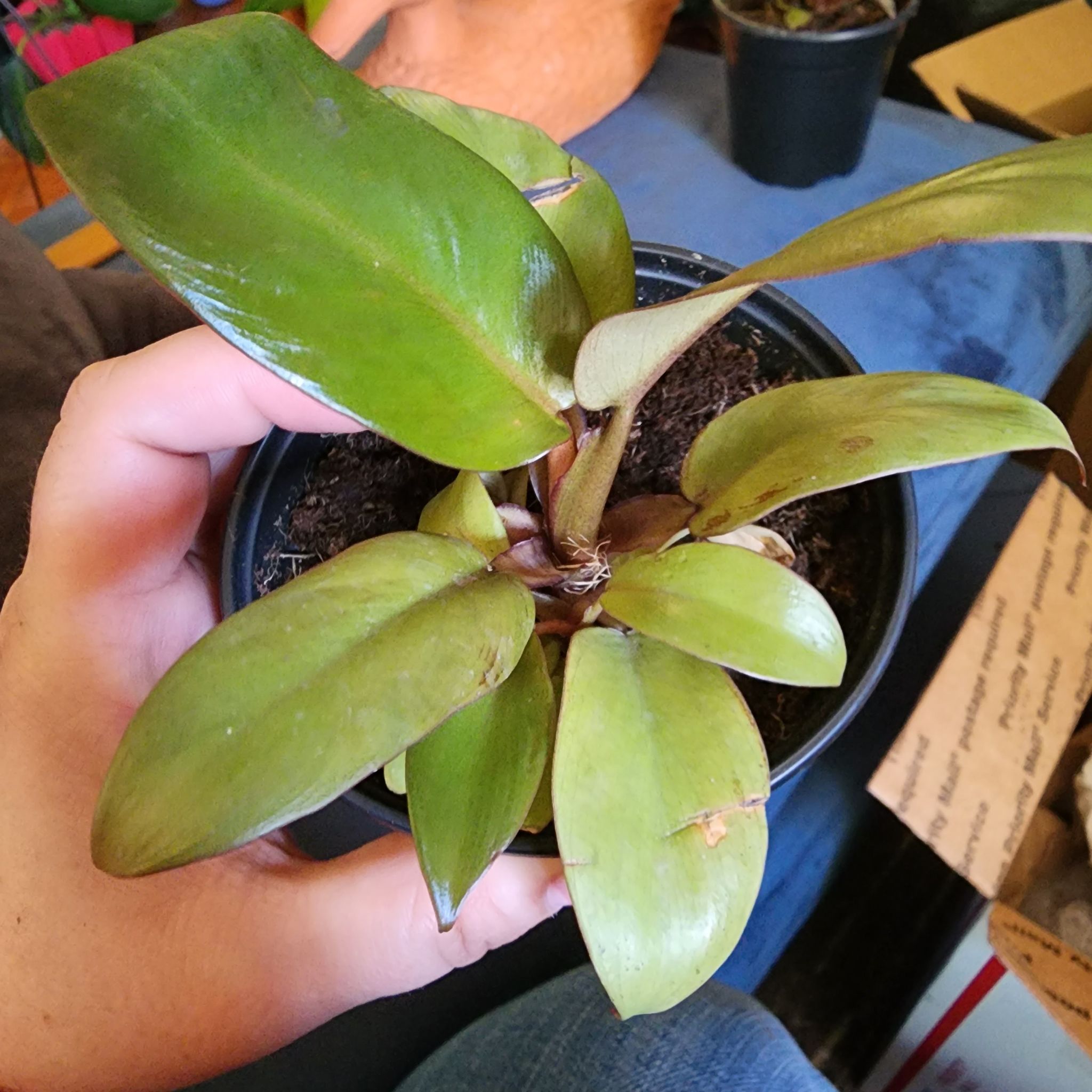 Philodendron 'Black Cardinal' plant in a small pot, held by a hand.