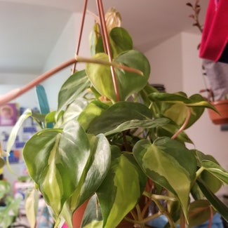 Heartleaf Philodendron plant in Fairfax, Virginia