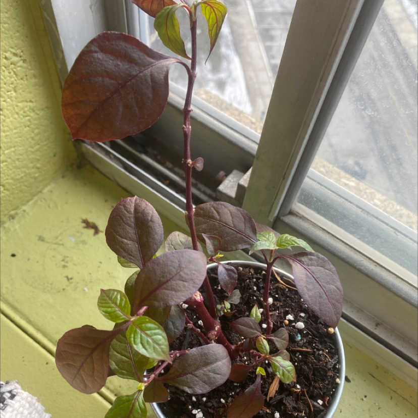 Potted Brazilian Joyweed with reddish-purple leaves on a windowsill.