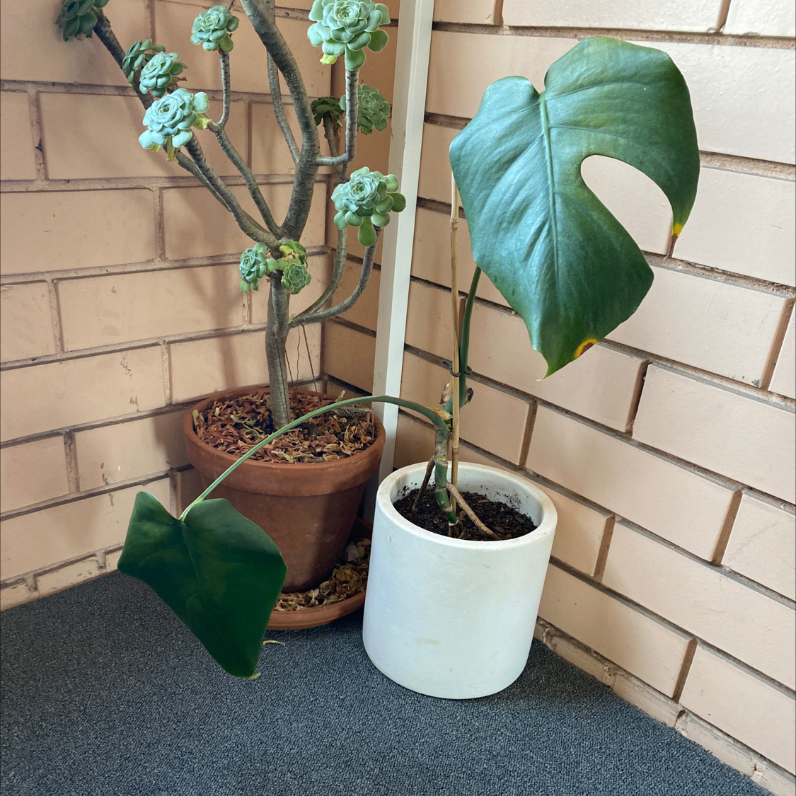 Monstera plant photo by @samuelwines named Barbara on Greg, the plant care app.