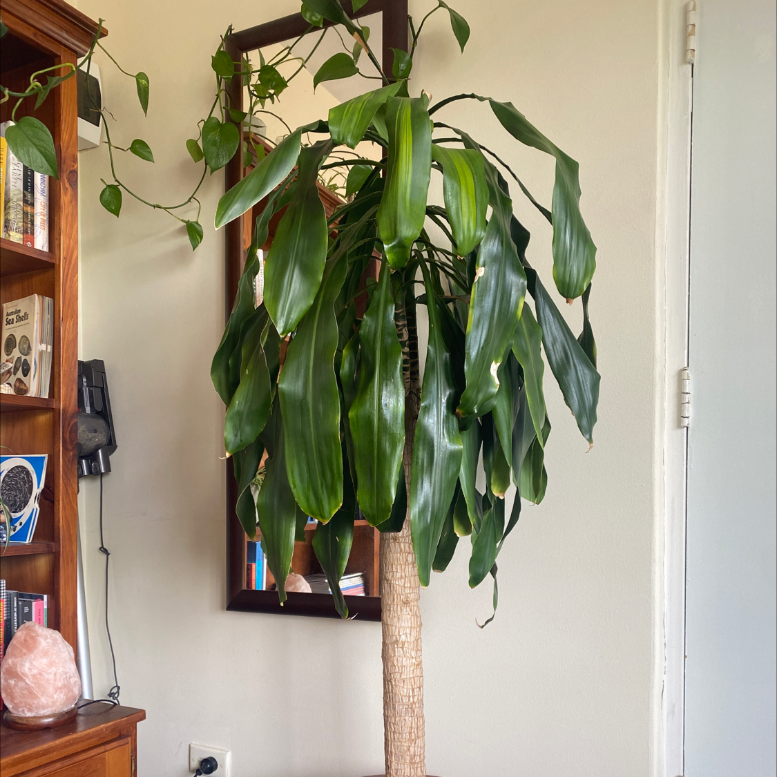 Cornstalk Dracaena plant photo by @samuelwines named Sherlock on Greg, the plant care app.