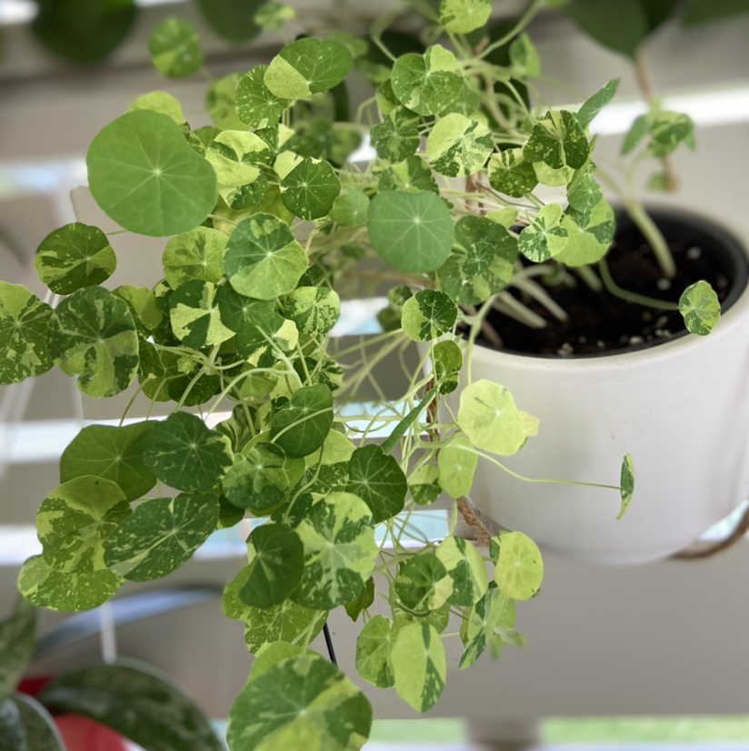 Garden Nasturtium plant in a white pot with variegated green and yellow leaves.