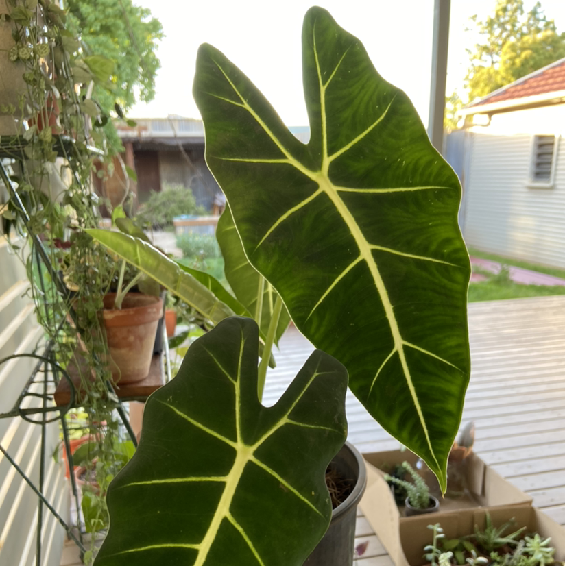 Green Velvet Alocasia plant with healthy green leaves and distinct white veins.