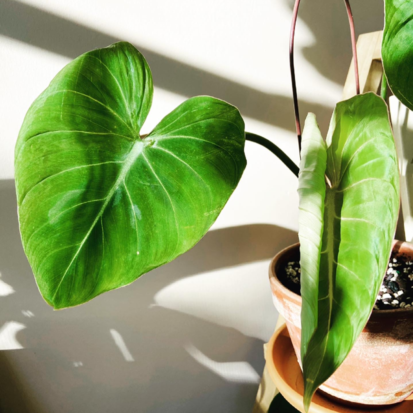 Philodendron gloriosum with large, heart-shaped green leaves in a pot with visible soil.