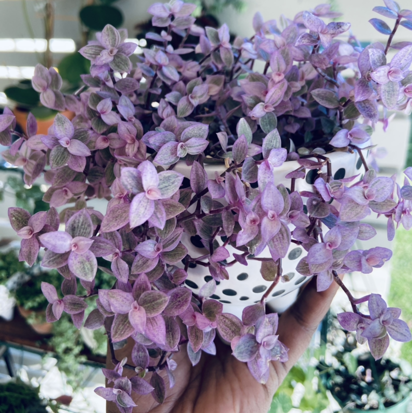 Callisia Pink Panther plant with vibrant pink and purple foliage held by a hand.