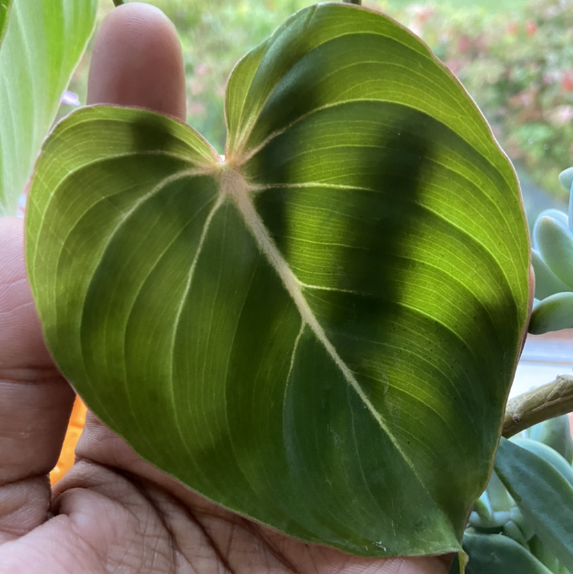 Close-up of a healthy Philodendron gloriosum leaf held by a hand.