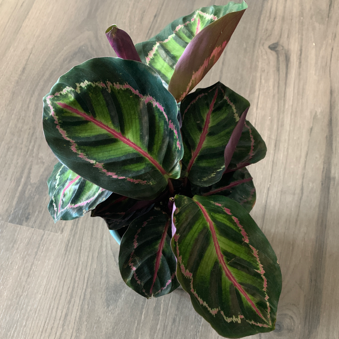 Rose Calathea plant photo by @Msruiz named Mandi on Greg, the plant care app.