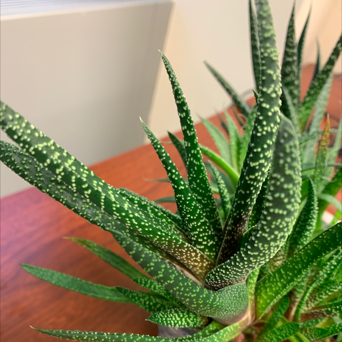 Bredasdorp Gasteria plant with green leaves and white spots on a wooden surface.