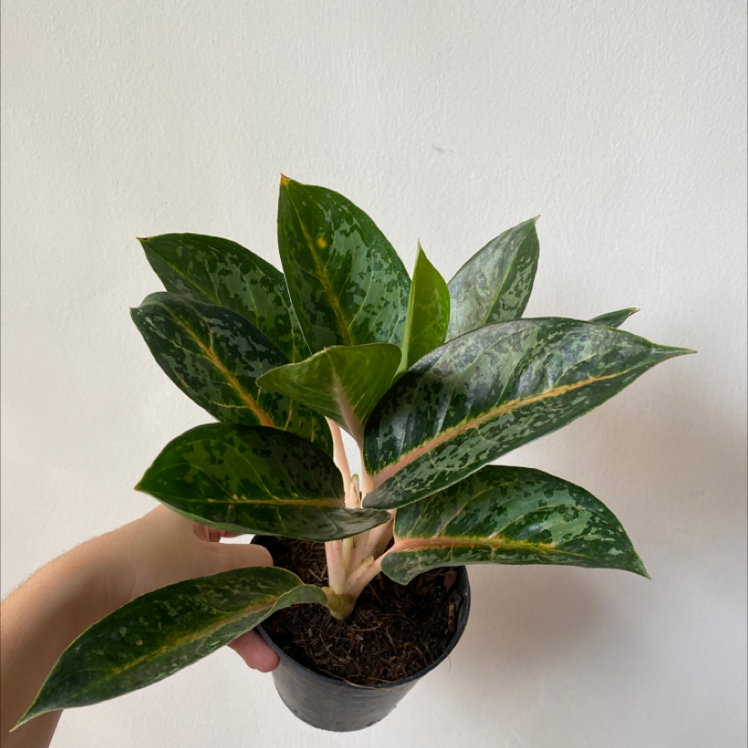 Photo of the plant species Indiana Queen Chinese Evergreen by @BonusRedfir named Your plant on Greg, the plant care app
