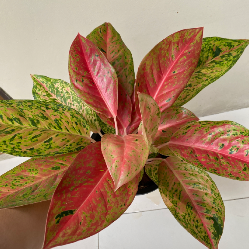 Photo of the plant species Big Roy by @BonusRedfir named Roy on Greg, the plant care app