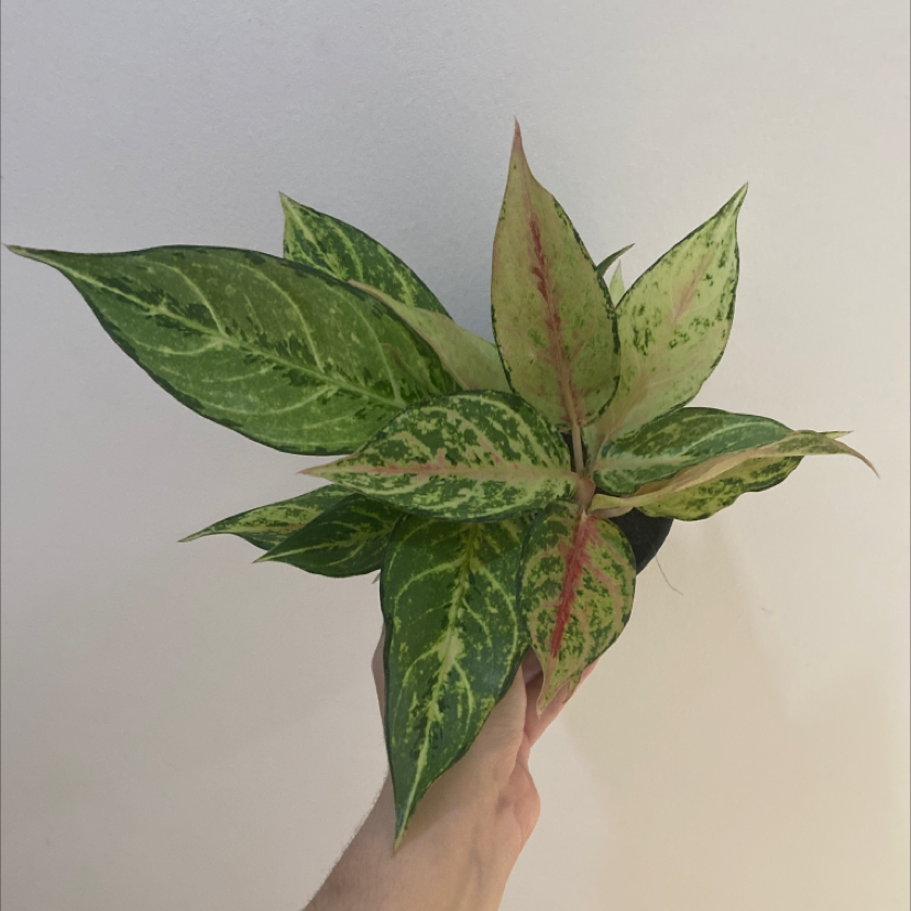 Plant care for Arisaema 'Jack Frost' on Greg, the plant care app