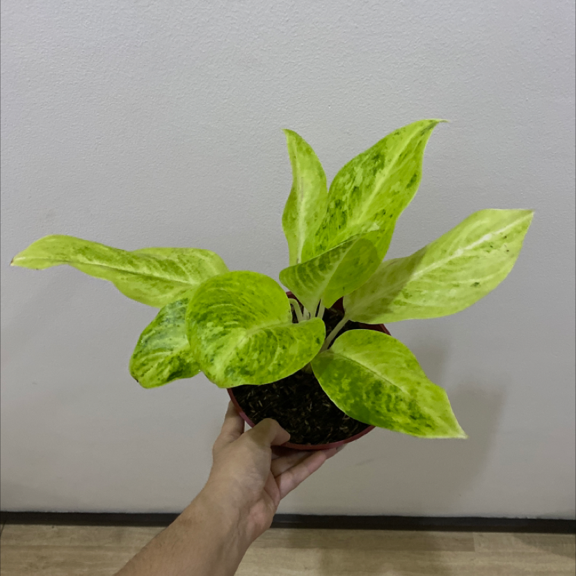 Photo of the plant species Aglaonema 'Key Lime' by @BonusRedfir named Your plant on Greg, the plant care app