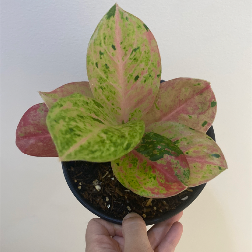 Plant care for Archipelago Swiss Cheese Plant on Greg, the plant care app