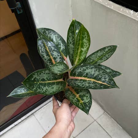 Photo of the plant species Chinese evergreen by @BonusRedfir named Indi on Greg, the plant care app