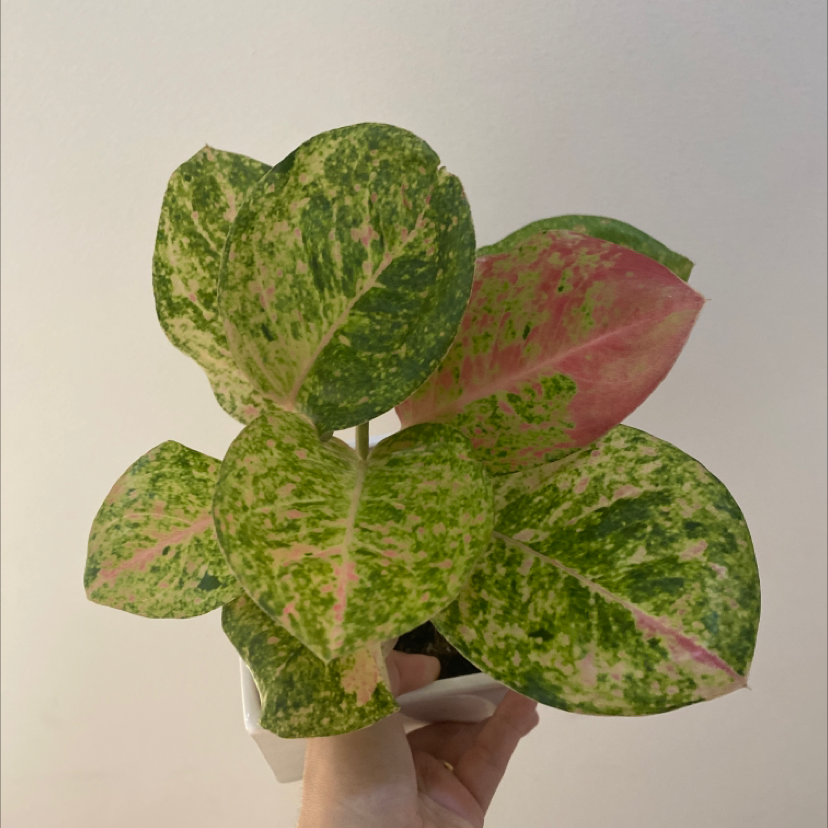 Photo of the plant species Pink Emerald Chinese Evergreen by @BonusRedfir named Pinky on Greg, the plant care app