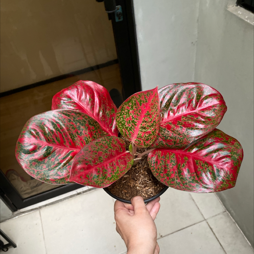 Photo of the plant species Stardust Chinese Evergreen by @BonusRedfir named Star on Greg, the plant care app