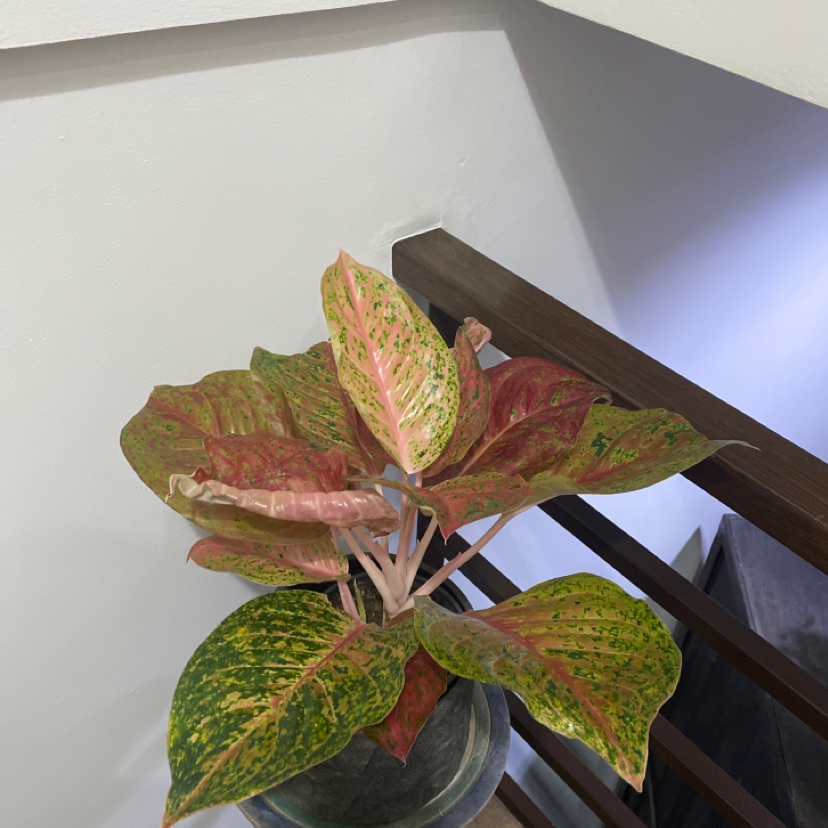Photo of the plant species Jingao Red Chinese Evergreen by @BonusRedfir named Christina on Greg, the plant care app