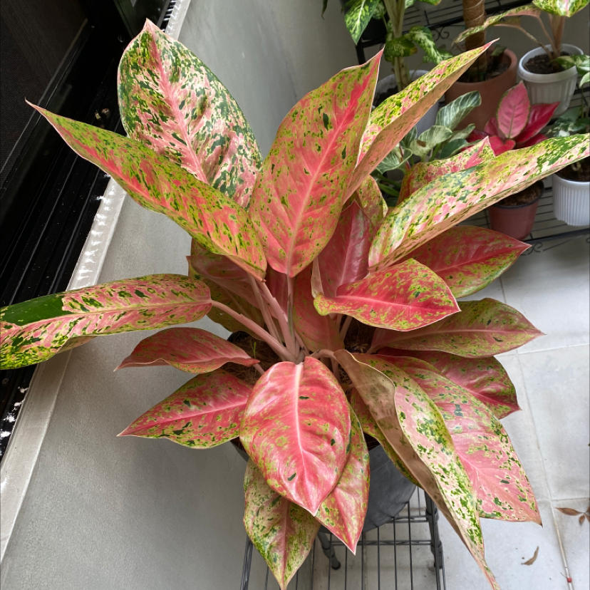 Photo of the plant species Big Roy by @BonusRedfir named Your plant on Greg, the plant care app