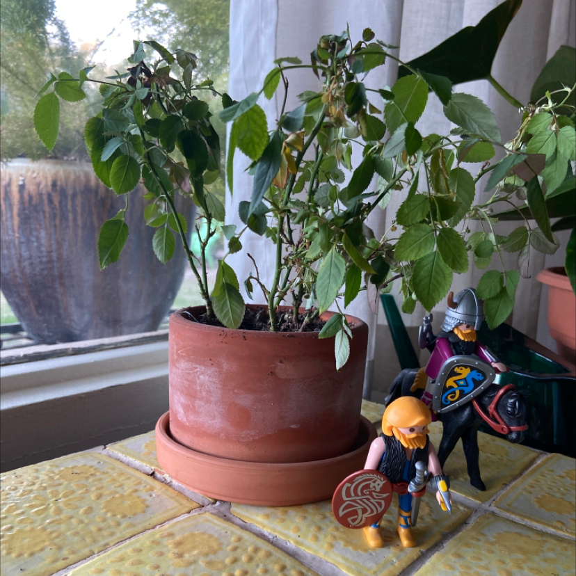 Potted Dog Rose plant with some browning leaves, placed on a tiled surface next to toys.