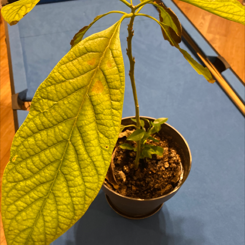 Wurtz Avocado plant photo by @ImpressiveSalsa named Avocado Tree on Greg, the plant care app.