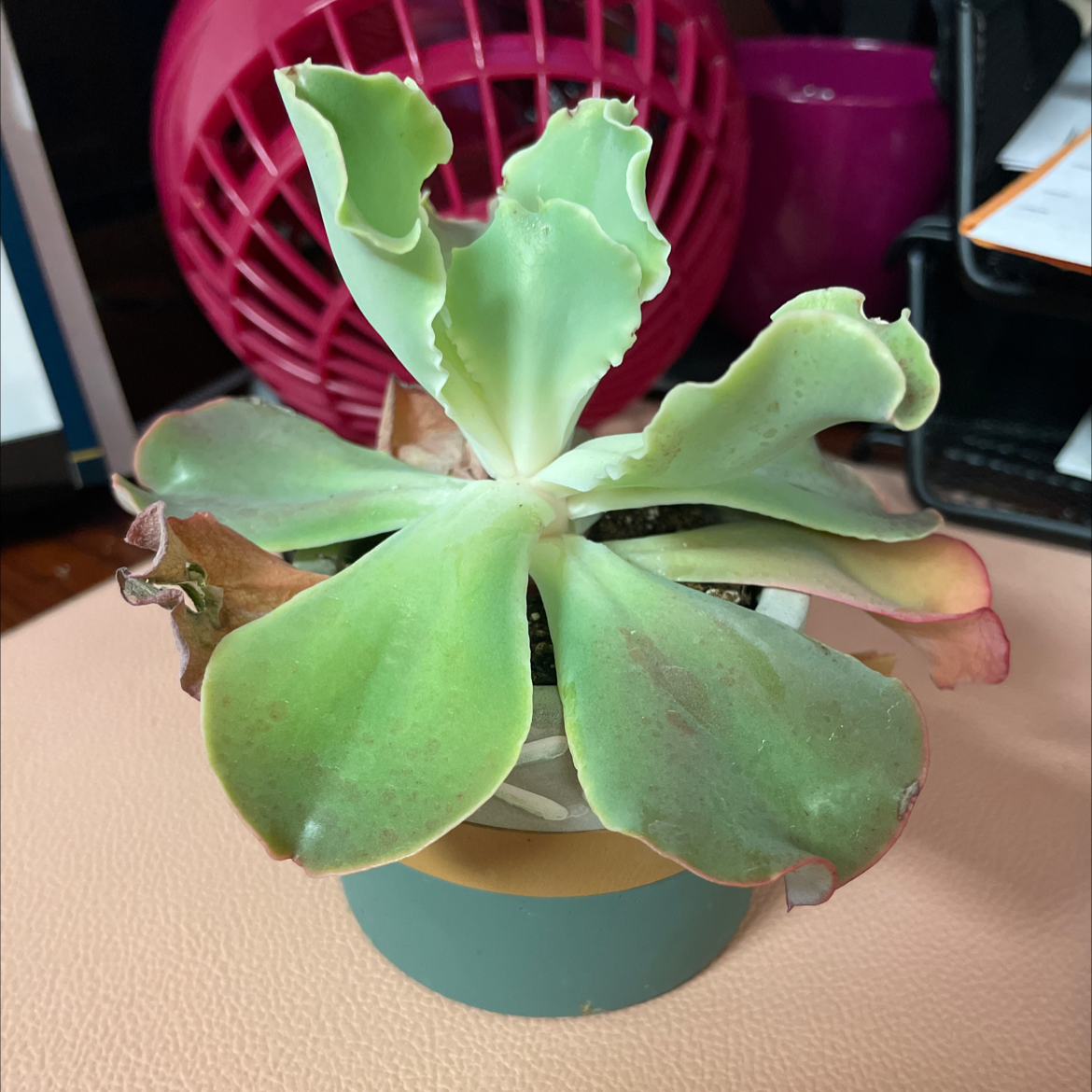 Photo of the plant species Echeveria 'Takasago No Okina' by @WonderfulTawa named Harmony on Greg, the plant care app