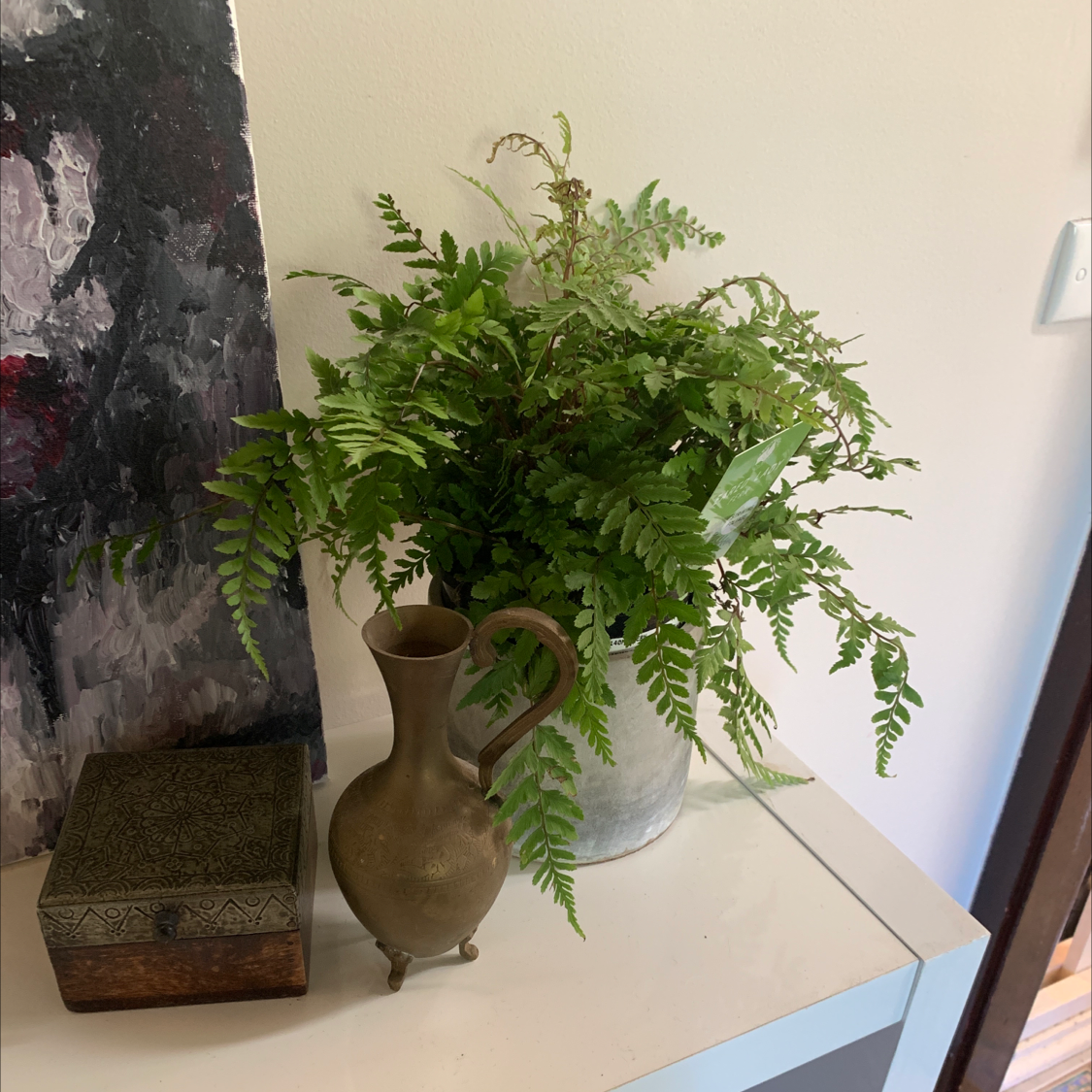 Photo of the plant species Eared Lady fern by @StockyHemlock named Fernando on Greg, the plant care app