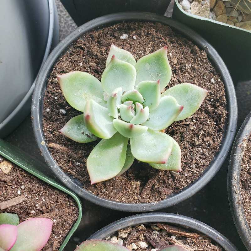 Echeveria chihuahuaensis succulent in a pot with visible soil, well-framed and in focus.
