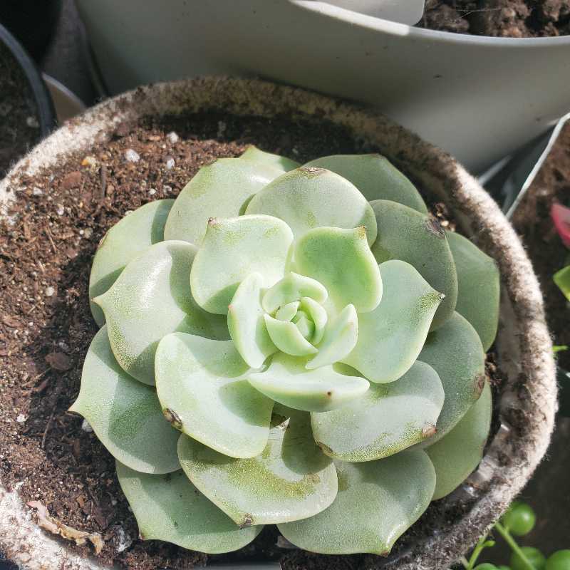 Echeveria 'Lola' succulent plant in a pot with visible soil, well-framed and in focus.