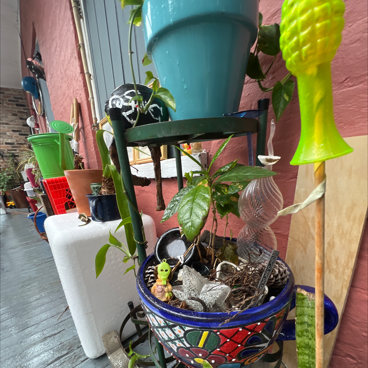 Arabian Coffee Plant plant photo by @SecureAgboy named Mr. Coffee on Greg, the plant care app.