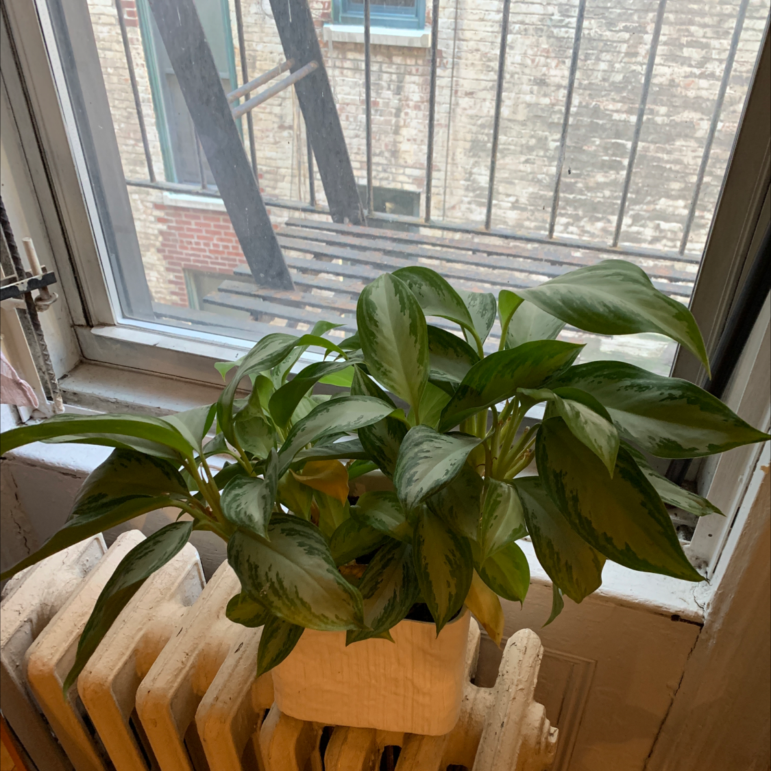 Chinese Evergreen plant photo by @Maggiem728 named Plantee on Greg, the plant care app.