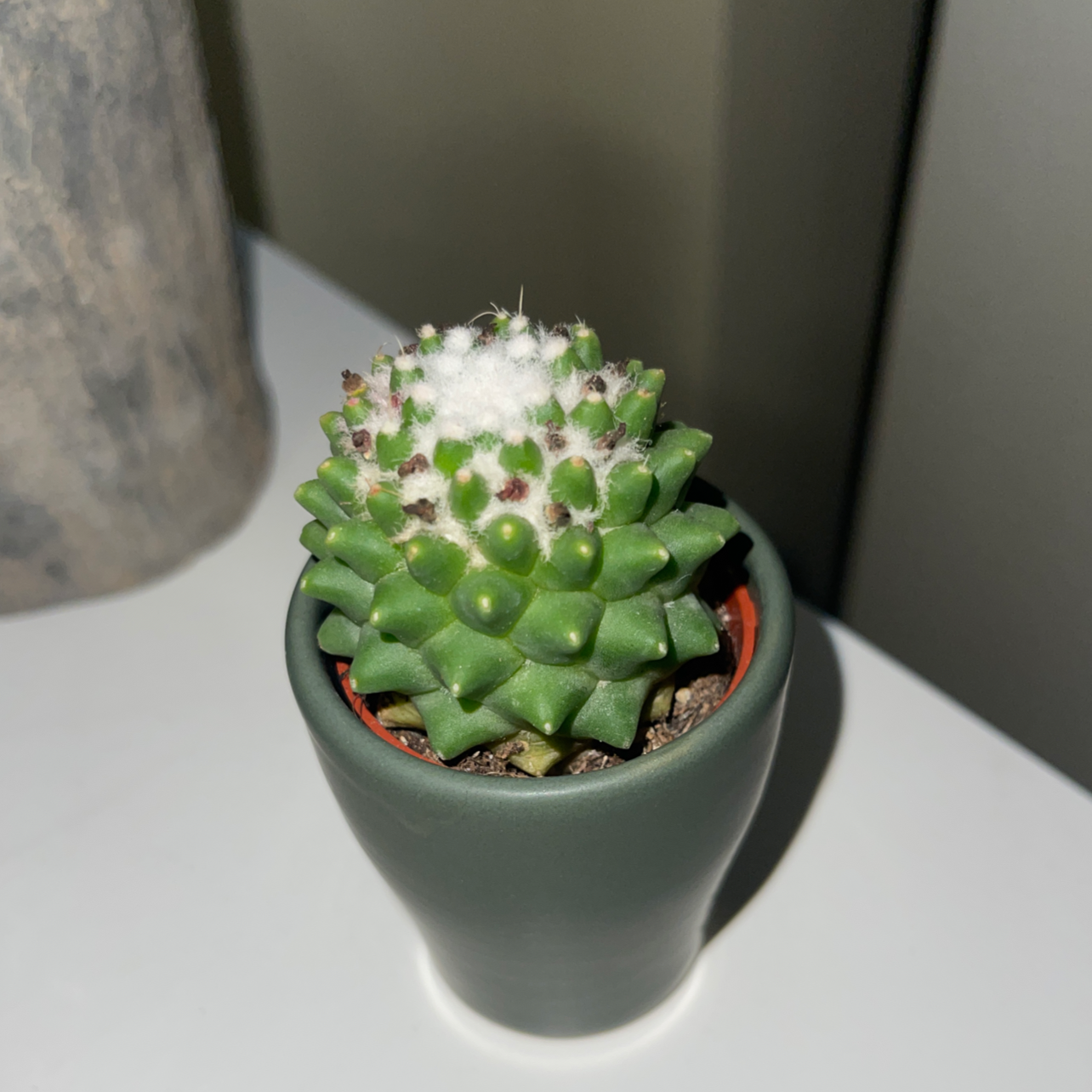 Photo of the plant species Sea Grape by @RegalAlbo named Sonora on Greg, the plant care app