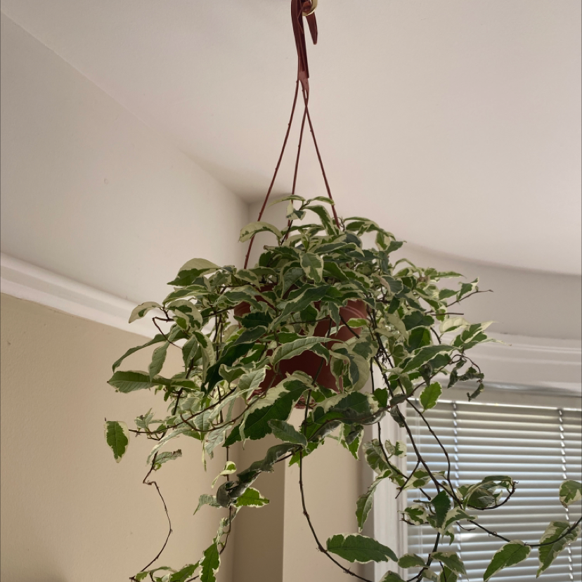 Photo of the plant species Variegated Ficus sagittata by @ElderZzplant named Freakin Ficus on Greg, the plant care app