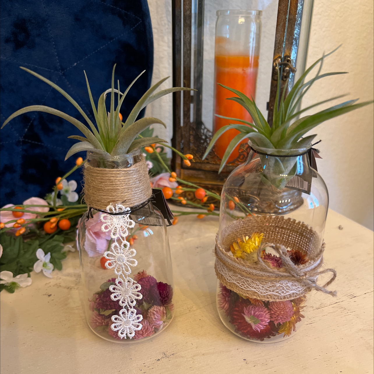 Two Tillandsia Erubescens plants in decorative glass containers, healthy and green.