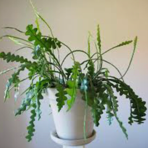 Photo of the plant species Fishbone Cactus by @BiggestDwarf named Fishbone Cactus on Greg, the plant care app