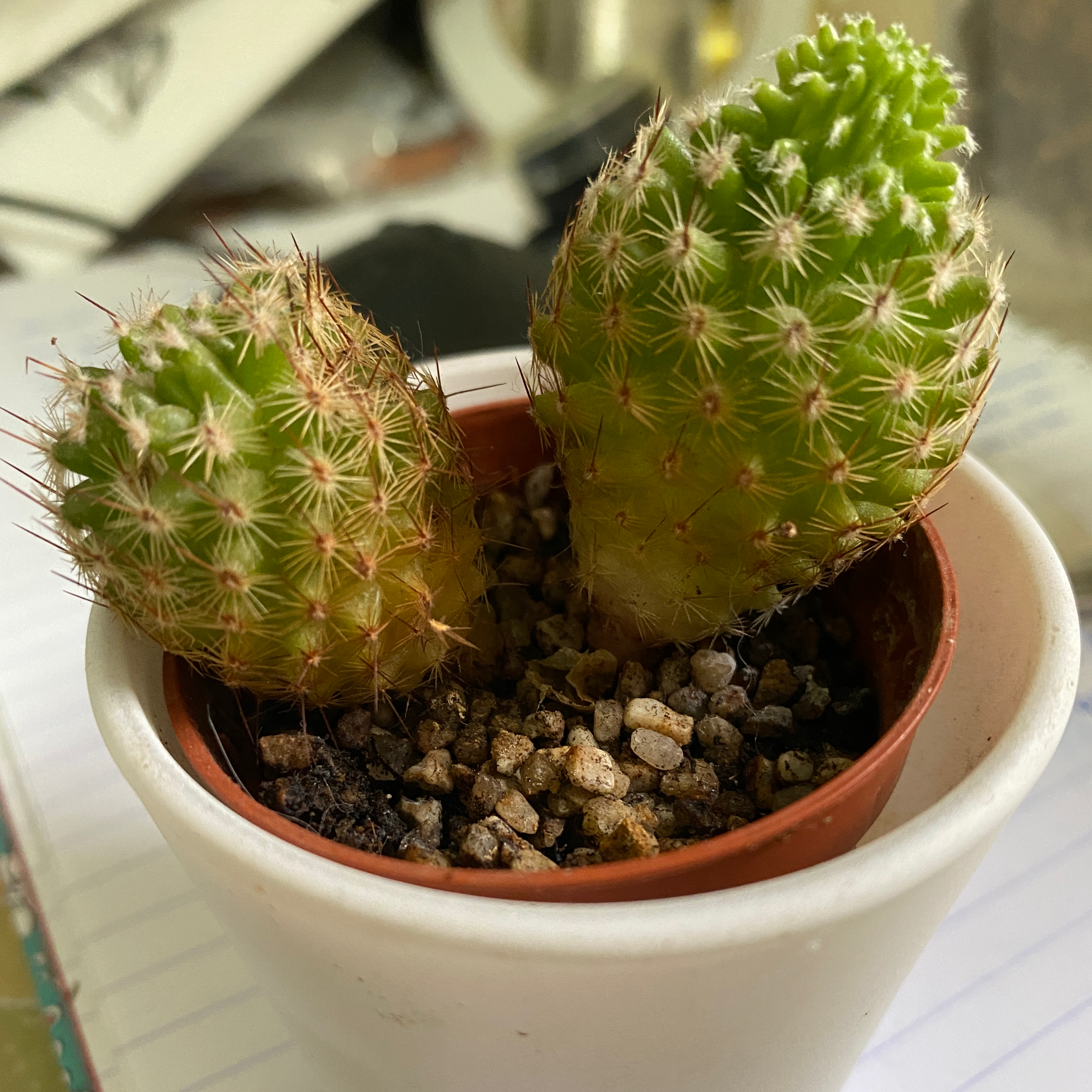 Comb Hedgehog Cactus in a pot with visible soil, well-framed and in focus.