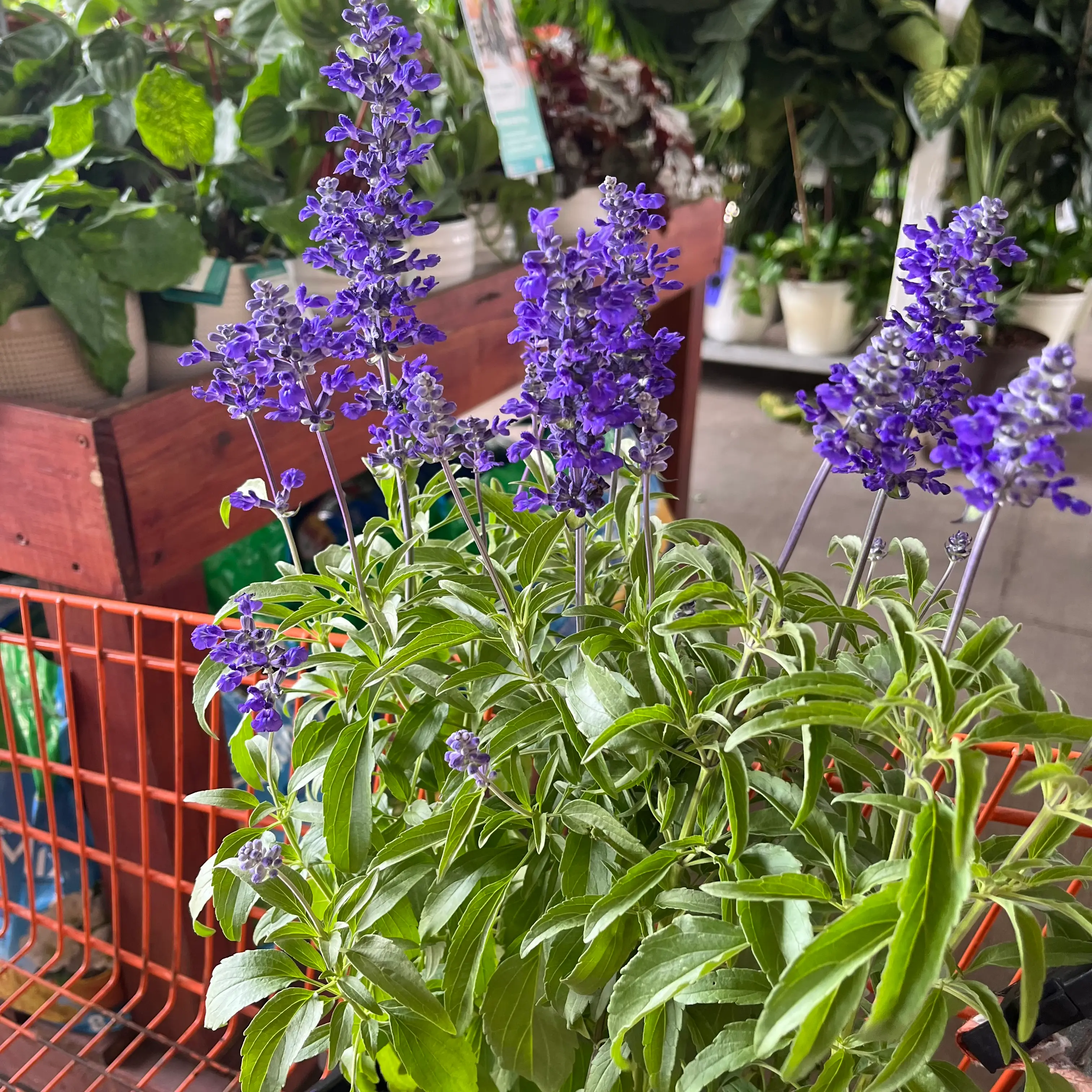Mealycup Sage plant with vibrant purple flowers and healthy green leaves.