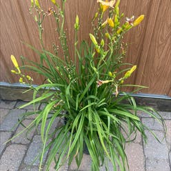 Orange Daylily plant