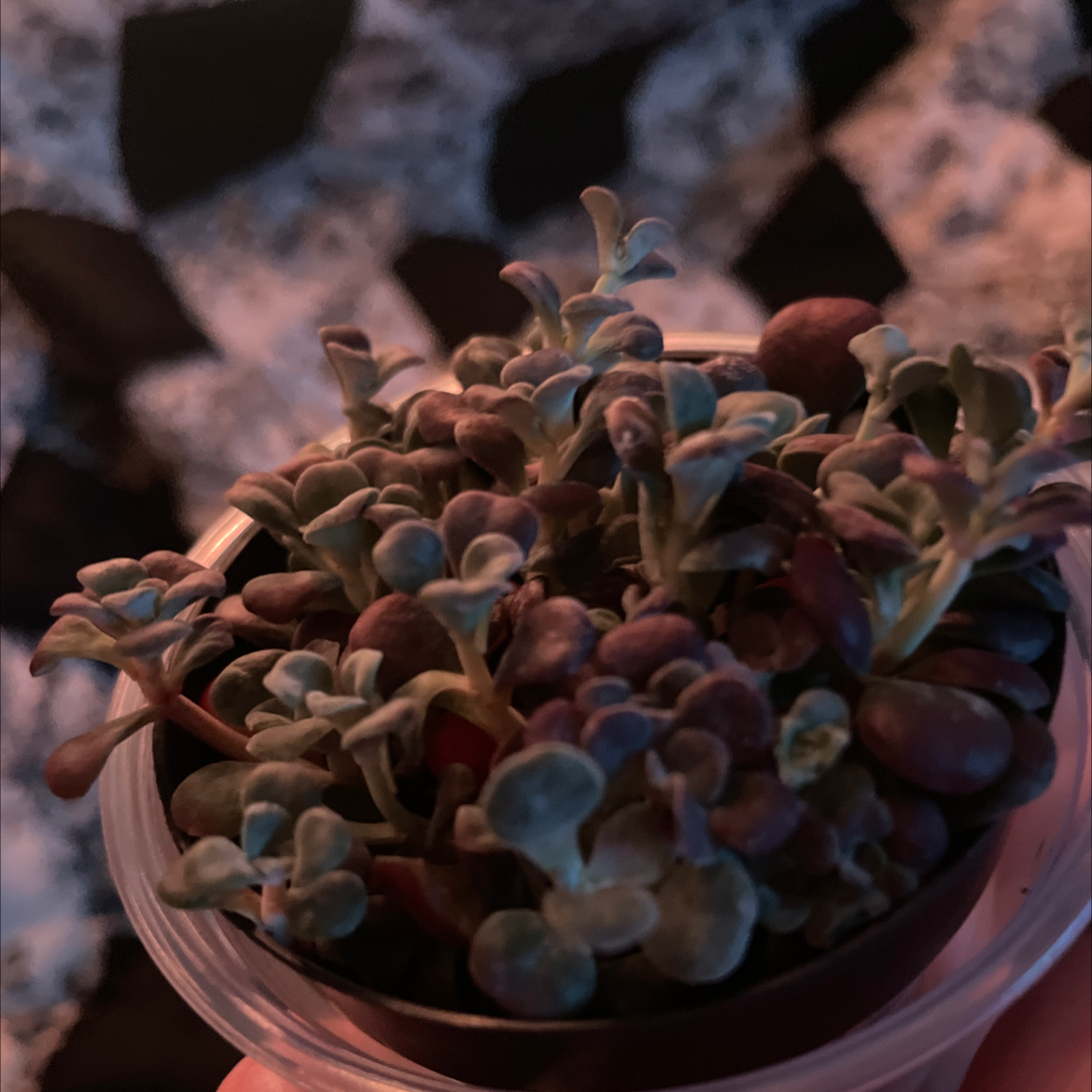 Image of a healthy Purdy's Stonecrop succulent plant in a small container.