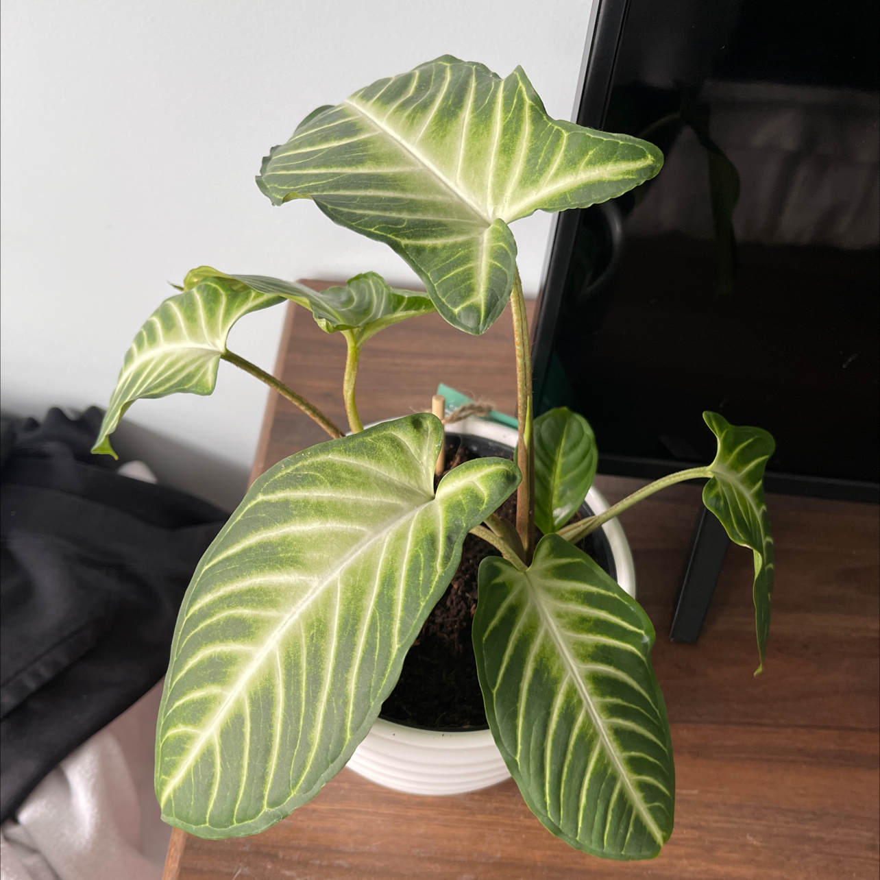 Caladium lindenii 'Magnificum' plant with vibrant green leaves and white veins in a white pot.