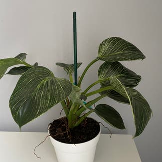 Philodendron Birkin plant in Somewhere on Earth