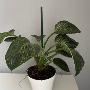 Philodendron Birkin plant photo by Jcplantproper named Dirk on Greg, the plant care app.