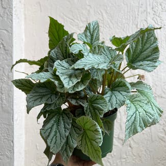 Rex Begonia plant in Homestead, Florida