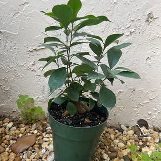Ficus Ginseng plant in Homestead, Florida