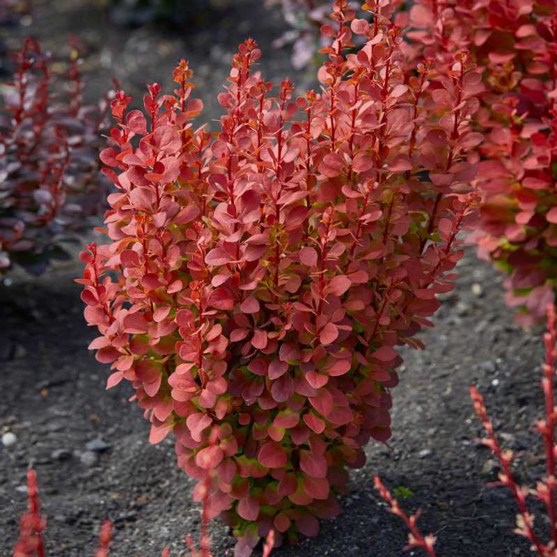 Healthy Japanese Barberry plant with vibrant red leaves and visible soil.