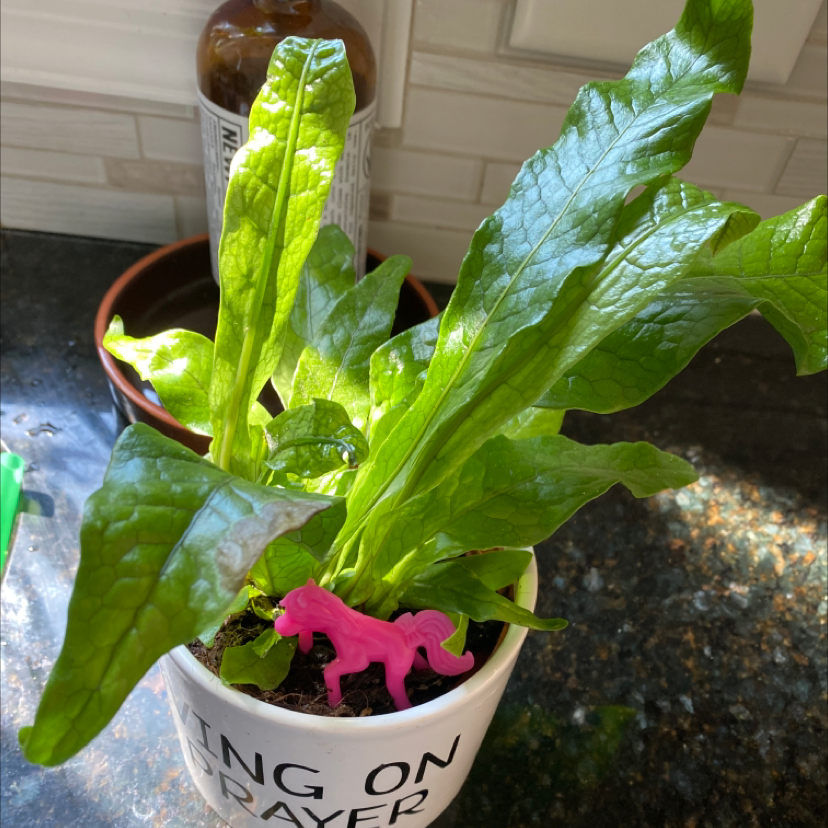 Crocodile Fern in a pot with vibrant green leaves and a pink figurine.