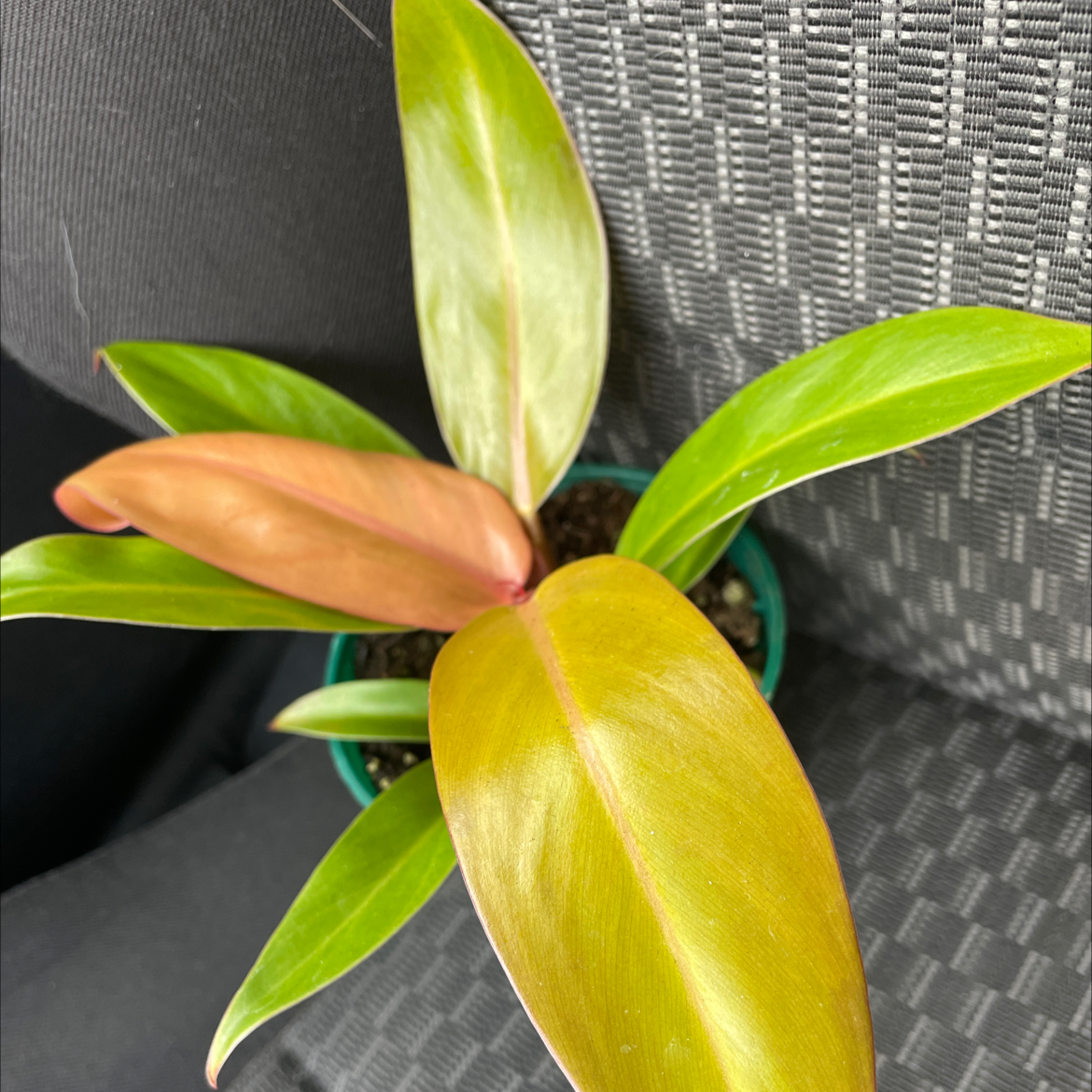 Photo of the plant species Philodendron Prince of Orange by @Kellshan named Your plant on Greg, the plant care app